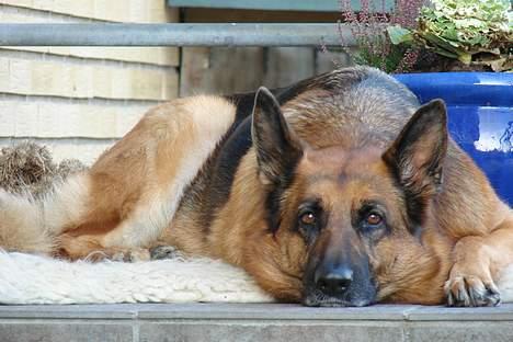 Schæferhund  Akita Nabonas  en hund f billede 13