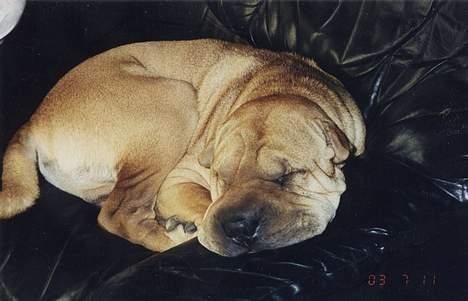 Shar pei Woody billede 9