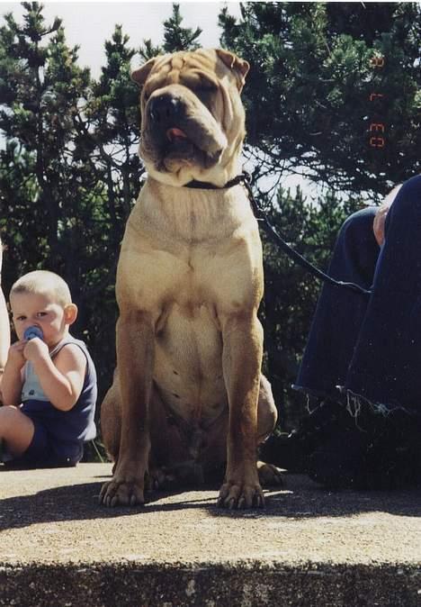 Shar pei Woody billede 10