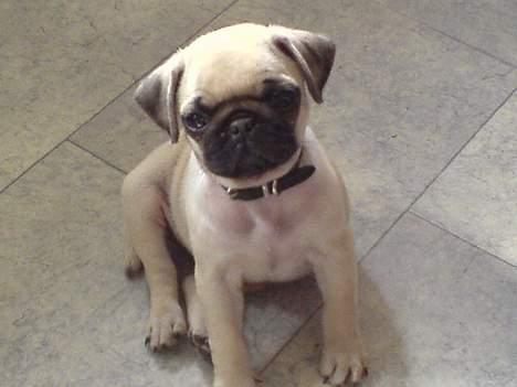 Mops Elmo billede 10