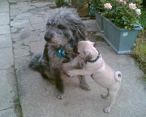 Mops Elmo - Jeg driller lige min storebror... billede 11