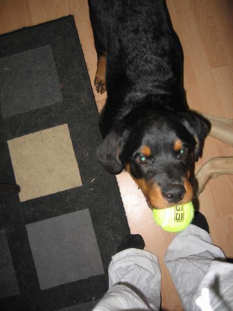 Rottweiler Manson *11/2-2009* billede 18