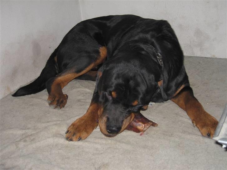 Rottweiler Manson *11/2-2009* billede 19