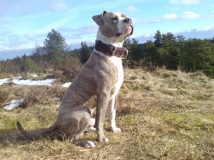 Amerikansk staffordshire terrier Shaggy - stem nu på mig jeg er da sød=) billede 1