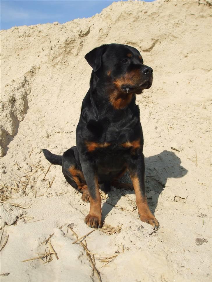 Rottweiler Marco´s Rico - Min "lille" bamse dreng billede 1