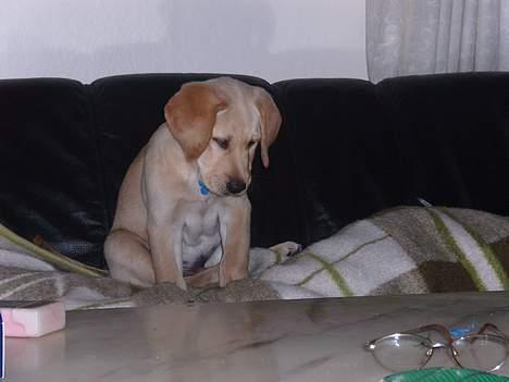 Labrador retriever Tumle billede 7