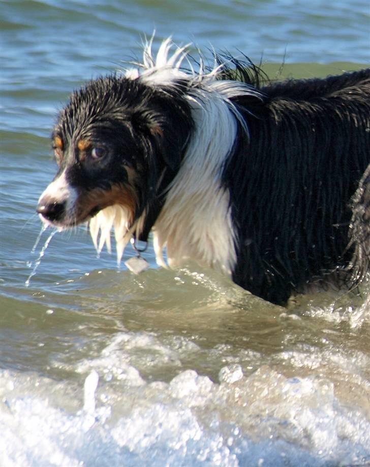 Border collie Baloo - En tur på stranden, det er bare fedt, især når man er sådan en vandhund som Baloo billede 12