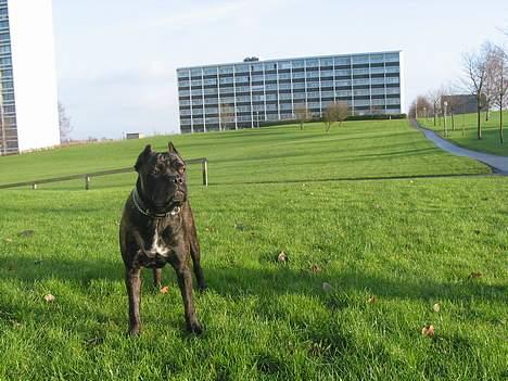 Cane corso xenia - xenia 9 måneder. billede 11