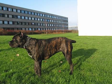 Cane corso xenia - xenia 9 måneder.. billede 12
