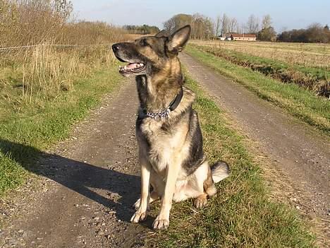 Schæferhund buller R.I.P. billede 7