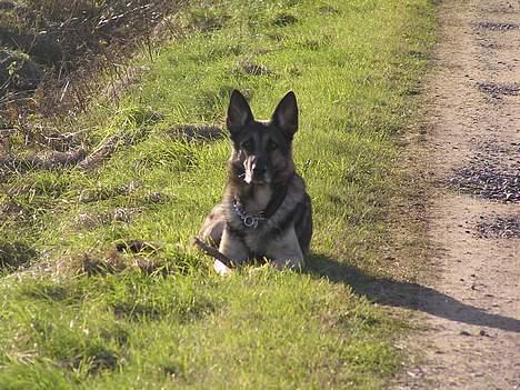 Schæferhund buller R.I.P. billede 8