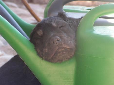 Blanding af racer Bastian. - Han er bestemt værd at elske. billede 1