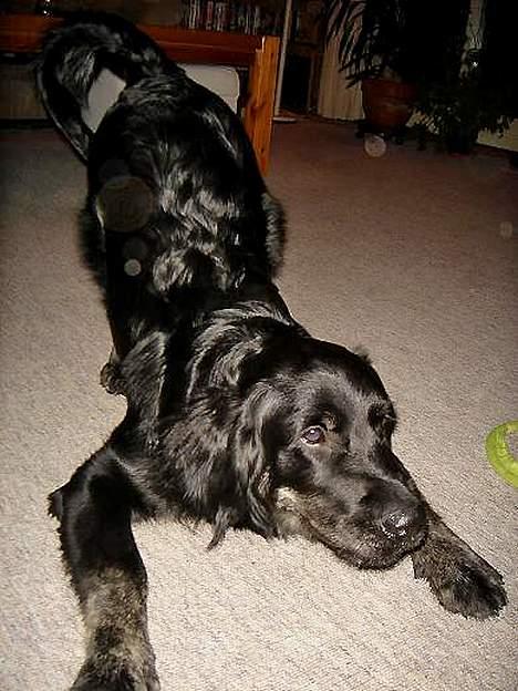 Blanding af racer Bastian. - Bastian´s første møde med Bella." Skal vi lege stilling" billede 2