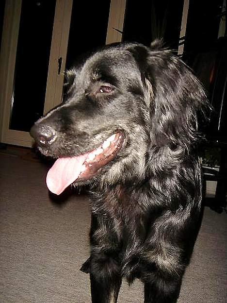 Blanding af racer Bastian. billede 3