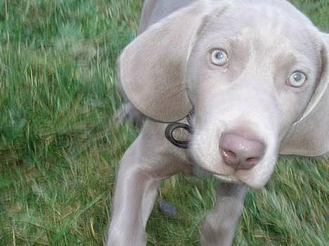 Weimaraner Hotshoot's Indi - Hej! Jeg hedder Indi og jeg er bare super søøøøøøød!  billede 1