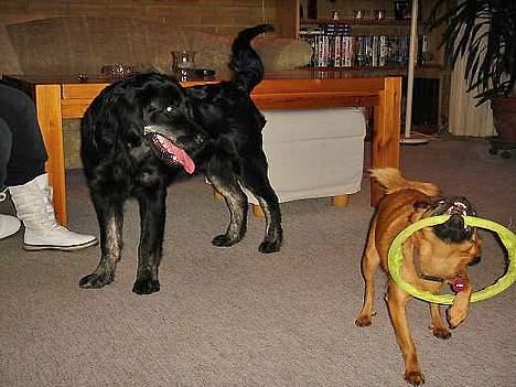 Blanding af racer Bastian. - Bastian er lidt bange for hunde der gø´r...men Bella skal nok vende ham til lyden. billede 4