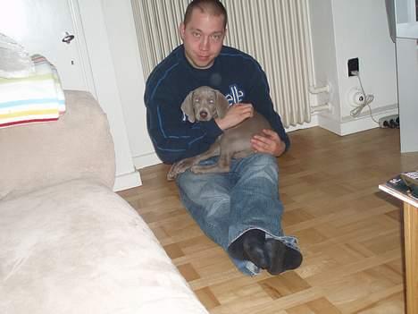 Weimaraner Hotshoot's Indi - Far er den bedste i verden, især når man får lov at ligge på skødet... Mmmm.... billede 2