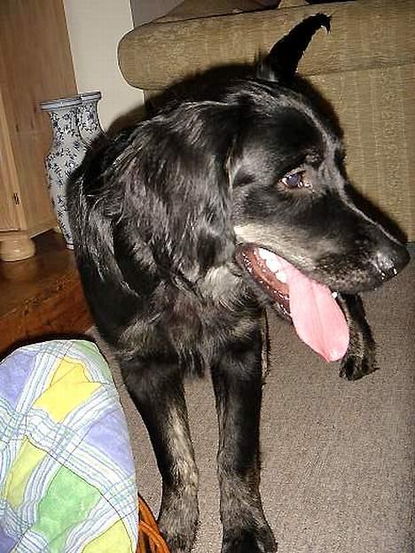 Blanding af racer Bastian. - Kun 3 dage i mit nye hjem...og jeg er stadig lidt forvirret over alt det nye. billede 5