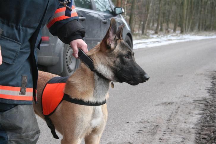 Malinois Cabby (Søholms Capone) * DØD * - 11/02-2007: Cabby meget tændt på at komme ud at rundere (7 mdr.)... billede 9