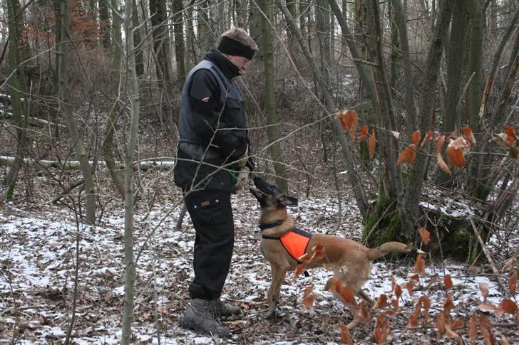 Malinois Cabby (Søholms Capone) * DØD * - 11/02-2007: Cabby har fundet figuranten og halser med meget flot standhals (7 mdr.)... billede 10