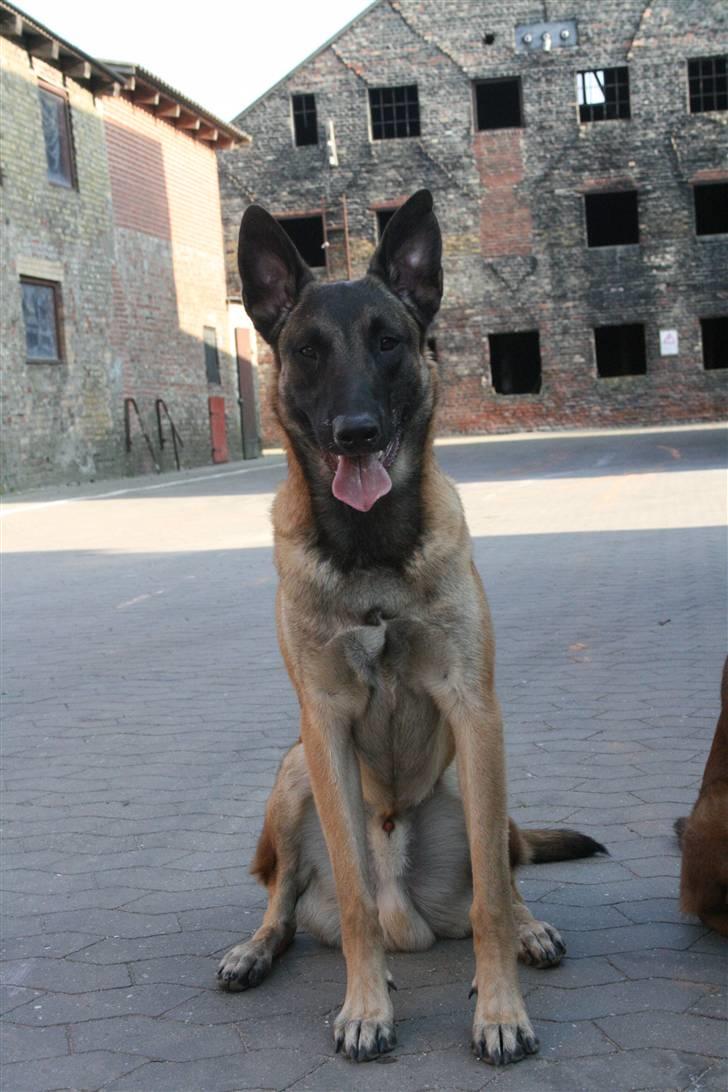 Malinois Cabby (Søholms Capone) * DØD * - 28/04-2007: På hundeskolen med en stor ruinbygning i baggrunden (9,5 mdr.)... billede 14