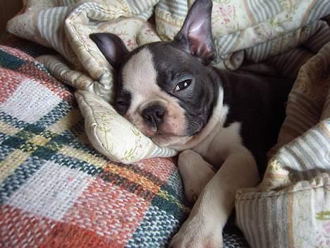 Boston terrier Flora billede 13