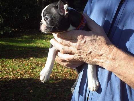 Boston terrier Flora - Min smukke profil billede 19