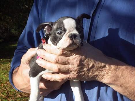 Boston terrier Flora billede 2