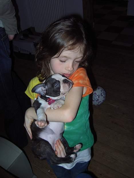 Boston terrier Flora - Her er jeg blevet lidt træt! billede 3