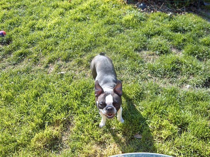 Boston terrier Flora billede 4