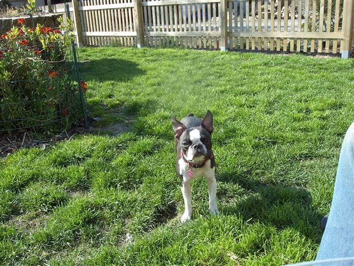 Boston terrier Flora billede 5
