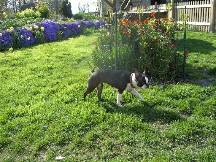 Boston terrier Flora billede 6