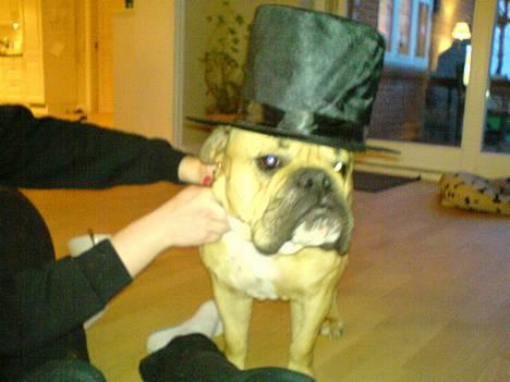 Engelsk bulldog Molly billede 2