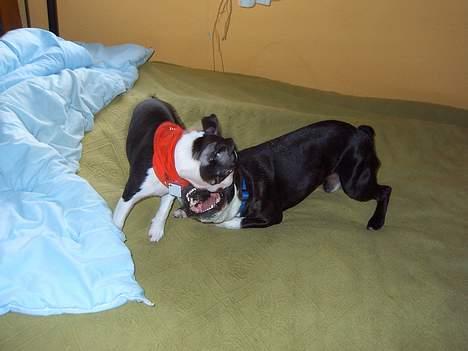 Boston terrier Flora - Han har det vildeste tandsæt ham onkel Lance.... billede 7