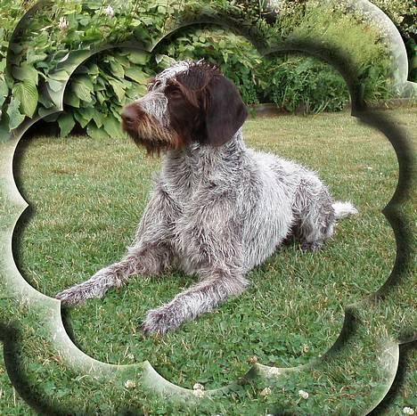 Ruhåret hønsehund Freja. - Velkommen til min profil. billede 1