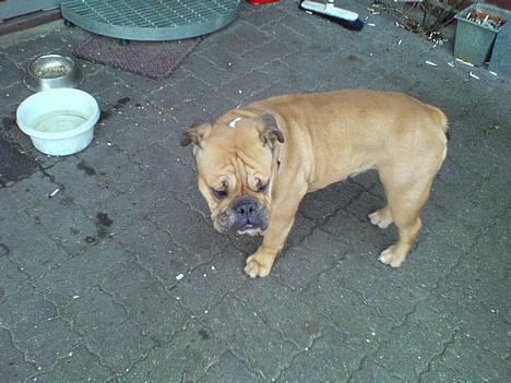 Engelsk bulldog Molly billede 3