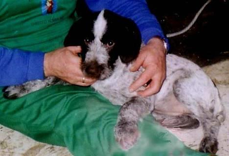 Ruhåret hønsehund Freja. - "Jeg ville altså gerne ha´ min mor nu - suuk..." billede 2