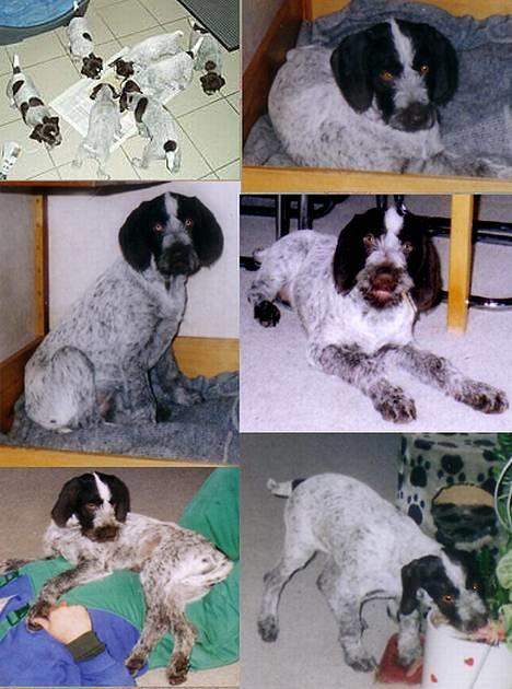 Ruhåret hønsehund Freja. - Da jeg var barn. billede 3