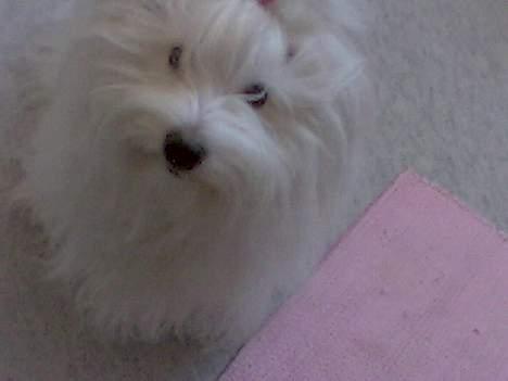 Coton de tulear Maggie billede 1