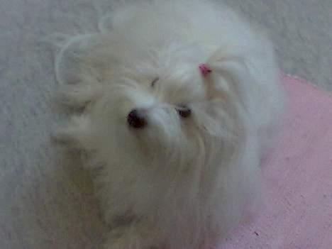 Coton de tulear Maggie billede 2