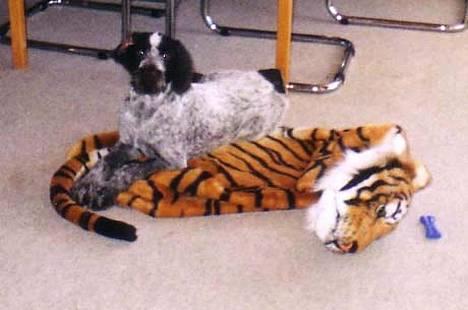 Ruhåret hønsehund Freja. - "Ja men, jeg er da en jagthund..." billede 4