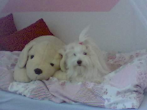 Coton de tulear Maggie billede 3