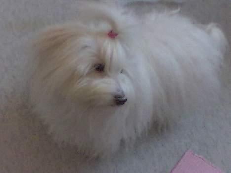 Coton de tulear Maggie billede 4