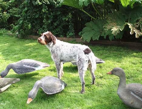 Ruhåret hønsehund Freja. - "Hvordan pokker får jeg alle dem ud på marken?" billede 5