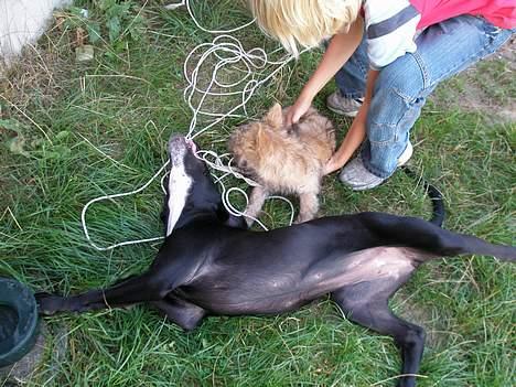 Blanding af racer Maggie - Maggie er altid med på sjov og ballade. billede 10