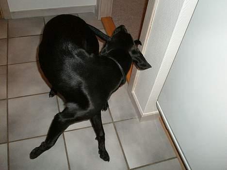 Blanding af racer Maggie billede 12