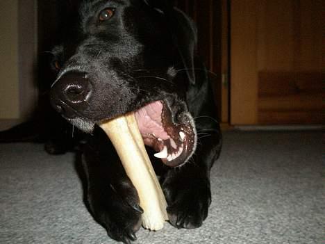 Blanding af racer Maggie billede 13