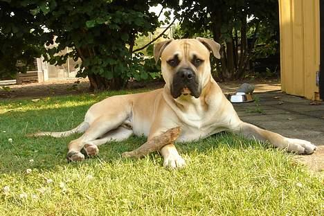 Amerikansk bulldog Hector billede 1