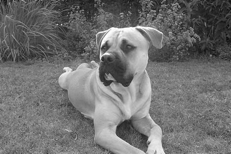 Amerikansk bulldog Hector - Kommer der nogen?? billede 2