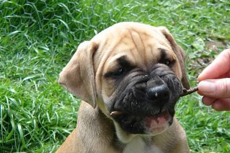 Amerikansk bulldog Hector - Hectors første pind :-D billede 3